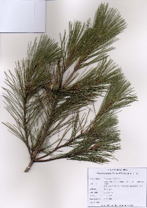  (Pinus densiflora - PDBK2007-0395)  @13 [ ] Copyright (2007) Ki Joong Kim Korea University Herbarium (KUS)