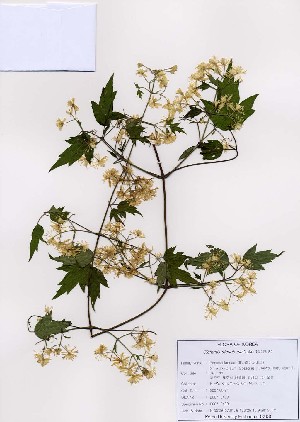  (Clematis trichotoma - PDBK2007-0439)  @11 [ ] Copyright (2007) Ki Joong Kim Korea University Herbarium (KUS)