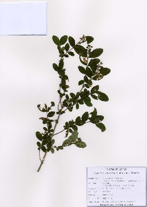 ( - PDBK2007-0449)  @11 [ ] Copyright (2007) Ki Joong Kim Korea University Herbarium (KUS)