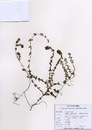  (Thymus quinquecostatus - PDBK2007-0500)  @11 [ ] Copyright (2007) Ki Joong Kim Korea University Herbarium (KUS)