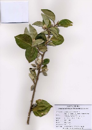  (Elaeagnus submacrophylla - PDBK2008-0002)  @11 [ ] Copyright (2008) Ki Joong Kim Korea University Herbarium (KUS)