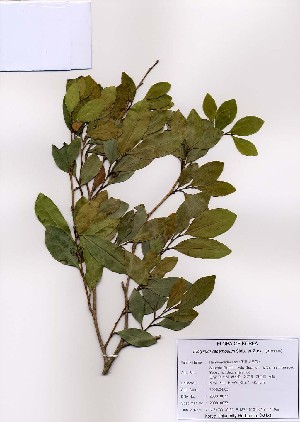  (Distylium racemosum - PDBK2008-0077)  @13 [ ] Copyright (2008) Ki Joong Kim Korea University Herbarium (KUS)