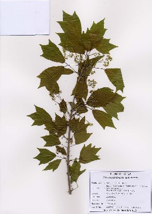  ( - PDBK2008-0236)  @11 [ ] Copyright (2008) Ki Joong Kim Korea University Herbarium (KUS)