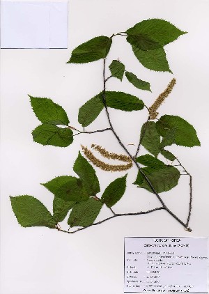  (Carpinus cordata - PDBK2008-0247)  @11 [ ] Copyright (2008) Ki Joong Kim Korea University Herbarium (KUS)