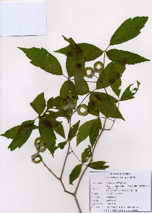  ( - PDBK2008-0311)  @11 [ ] Copyright (2008) Ki Joong Kim Korea University Herbarium (KUS)
