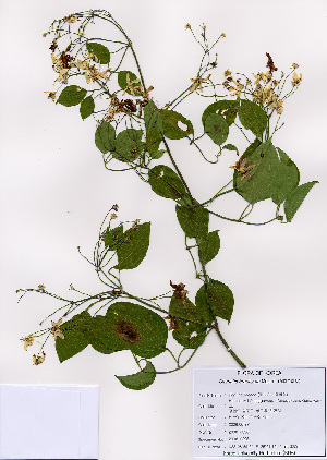 (Clematis brachyura - PDBK2008-0396)  @11 [ ] Copyright (2008) Ki Joong Kim Korea University Herbarium (KUS)