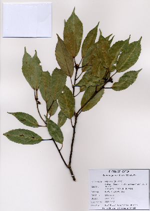  (Quercus glauca - PDBK2008-0427)  @11 [ ] Copyright (2008) Ki Joong Kim Korea University Herbarium (KUS)