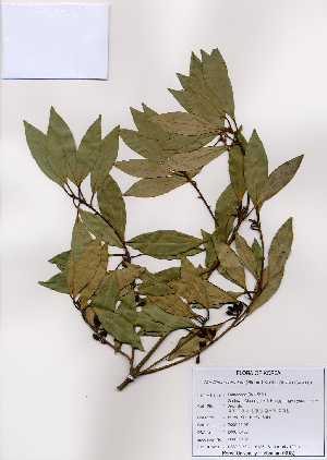  ( - PDBK2008-0462)  @11 [ ] Copyright (2008) Ki Joong Kim Korea University Herbarium (KUS)