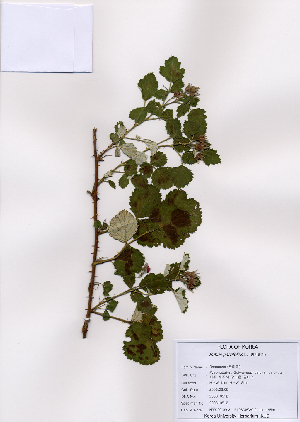  (Rubus parvifolius - PDBK2008-0512)  @11 [ ] Copyright (2008) Ki Joong Kim Korea University Herbarium (KUS)