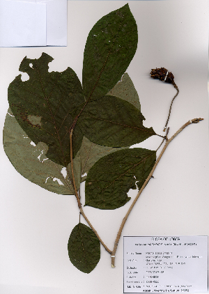  (Magnolia sieboldii - PDBK2008-0925)  @11 [ ] Copyright (2008) Ki Joong Kim Korea University Herbarium (KUS)