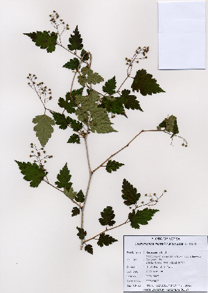  (Stephanandra incisa - PDBK2008-0927)  @11 [ ] Copyright (2008) Ki Joong Kim Korea University Herbarium (KUS)