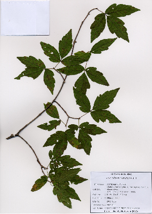  ( - PDBK2008-0952)  @11 [ ] Copyright (2008) Ki Joong Kim Korea University Herbarium (KUS)