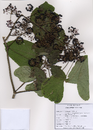  (Aralia cordata - PDBK2008-1014)  @11 [ ] Copyright (2008) Ki Joong Kim Korea University Herbarium (KUS)