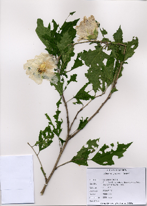  ( - PDBK2008-1089)  @11 [ ] Copyright (2008) Ki Joong Kim Korea University Herbarium (KUS)