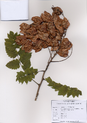  (Koelreuteria paniculata - PDBK2008-1092)  @13 [ ] Copyright (2008) Ki Joong Kim Korea University Herbarium (KUS)