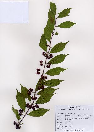  ( - PDBK2008-1151)  @11 [ ] Copyright (2008) Ki Joong Kim Korea University Herbarium (KUS)