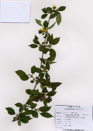  (Forsythia koreana - PDBK2008-1169)  @11 [ ] Copyright (2008) Ki Joong Kim Korea University Herbarium (KUS)