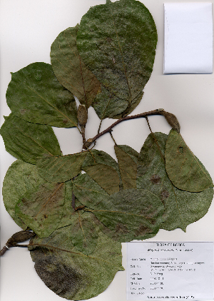  (Magnolia denudata - PDBK2008-1190)  @11 [ ] Copyright (2008) Ki Joong Kim Korea University Herbarium (KUS)
