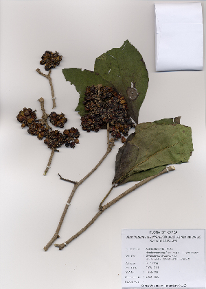  (Eleutherococcus sessiliflorus - PDBK2008-1220)  @11 [ ] Copyright (2008) Ki Joong Kim Korea University Herbarium (KUS)