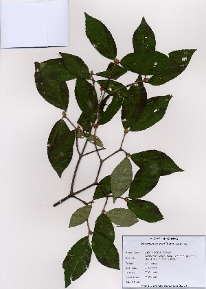  (Viburnum erosum - PDBK2008-1294)  @11 [ ] Copyright (2008) Ki Joong Kim Korea University Herbarium (KUS)