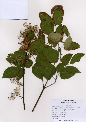  ( - PDBK2008-1300)  @11 [ ] Copyright (2008) Ki Joong Kim Korea University Herbarium (KUS)