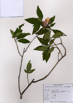  (Rhododendron mucronulatum - PDBK2008-1307)  @11 [ ] Copyright (2008) Ki Joong Kim Korea University Herbarium (KUS)