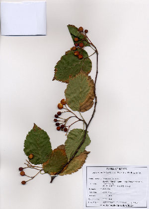  (Sorbus alnifolia - PDBK2008-1404)  @11 [ ] Copyright (2008) Ki Joong Kim Korea University Herbarium (KUS)