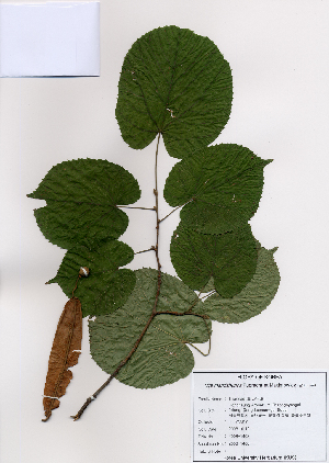  (Tilia mandshurica - PDBK2008-1408)  @11 [ ] Copyright (2008) Ki Joong Kim Korea University Herbarium (KUS)