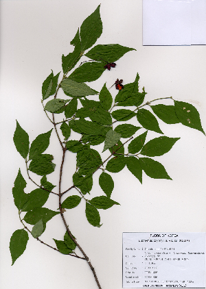  ( - PDBK2008-1436)  @11 [ ] Copyright (2008) Ki Joong Kim Korea University Herbarium (KUS)