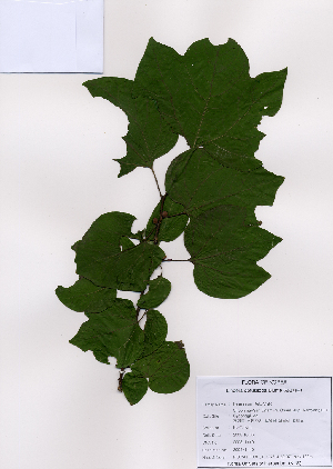  ( - PDBK2008-1440)  @11 [ ] Copyright (2008) Ki Joong Kim Korea University Herbarium (KUS)