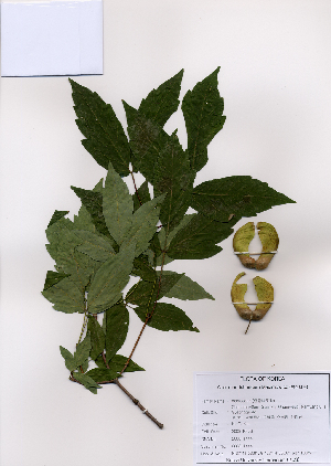  (Acer triflorum - PDBK2008-1444)  @13 [ ] Copyright (2008) Ki Joong Kim Korea University Herbarium (KUS)