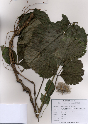  (Clematis koreana - PDBK2008-1522)  @11 [ ] Copyright (2008) Ki Joong Kim Korea University Herbarium (KUS)