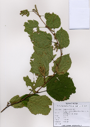  (Corylus heterophylla - PDBK2008-1547)  @11 [ ] Copyright (2008) Ki Joong Kim Korea University Herbarium (KUS)