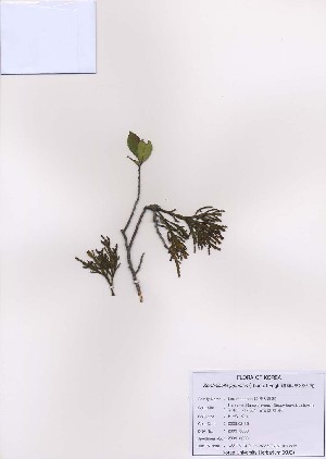  (Korthalsella - PDBK2009-0038)  @13 [ ] Copyright (2009) Ki Joong Kim Korea University Herbarium (KUS)