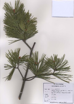  (Pinus bungeana - PDBK2009-0045)  @13 [ ] Copyright (2009) Ki Joong Kim Korea University Herbarium (KUS)