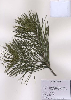 (Pinus bungeana - PDBK2009-0063)  @13 [ ] Copyright (2009) Ki Joong Kim Korea University Herbarium (KUS)