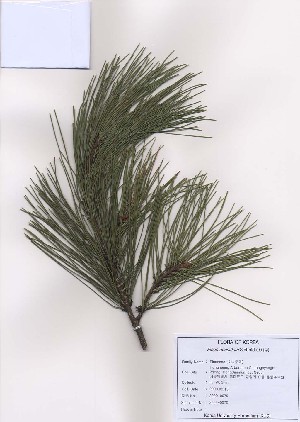  (Pinus densiflora - PDBK2009-0070)  @13 [ ] Copyright (2009) Ki Joong Kim Korea University Herbarium (KUS)