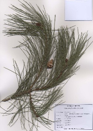  ( - PDBK2009-0077)  @13 [ ] Copyright (2009) Ki Joong Kim Korea University Herbarium (KUS)