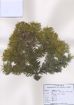  (Abies nephrolepis - PDBK2009-0078)  @13 [ ] Copyright (2009) Ki Joong Kim Korea University Herbarium (KUS)