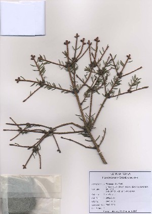  ( - PDBK2009-0081)  @12 [ ] Copyright (2009) Ki Joong Kim Korea University Herbarium (KUS)