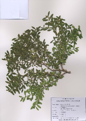 (Buxus microphylla - PDBK2009-0111)  @11 [ ] Copyright (2009) Ki Joong Kim Korea University Herbarium (KUS)