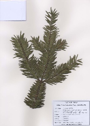  (Abies firma - PDBK2009-0134)  @12 [ ] Copyright (2009) Ki Joong Kim Korea University Herbarium (KUS)