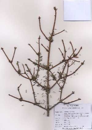  ( - PDBK2009-0136)  @11 [ ] Copyright (2009) Ki Joong Kim Korea University Herbarium (KUS)