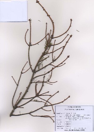  (Picea koraiensis - PDBK2009-0137)  @12 [ ] Copyright (2009) Ki Joong Kim Korea University Herbarium (KUS)
