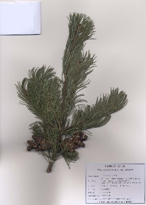  (Pinus parviflora - PDBK2009-0148)  @13 [ ] Copyright (2009) Ki Joong Kim Korea University Herbarium (KUS)