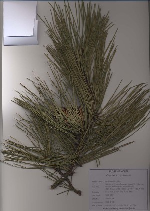  (Pinus taeda - PDBK2009-0156)  @12 [ ] Copyright (2009) Ki Joong Kim Korea University Herbarium (KUS)