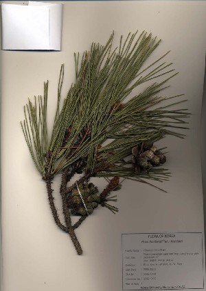  (Pinus thunbergii - PDBK2009-0158)  @13 [ ] Copyright (2009) Ki Joong Kim Korea University Herbarium (KUS)