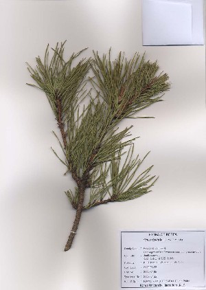  (Pinus rigida - PDBK2009-0165)  @13 [ ] Copyright (2009) Ki Joong Kim Korea University Herbarium (KUS)