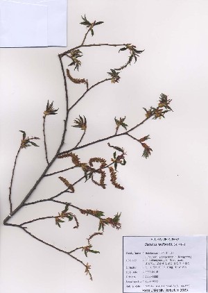  ( - PDBK2009-0332)  @11 [ ] Copyright (2009) Ki Joong Kim Korea University Herbarium (KUS)