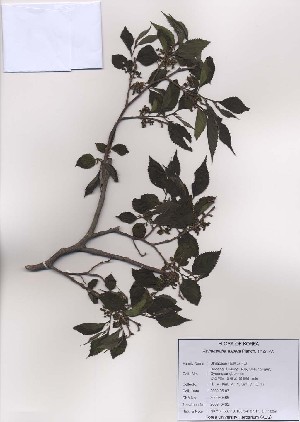  ( - PDBK2009-0485)  @11 [ ] Copyright (2009) Ki Joong Kim Korea University Herbarium (KUS)